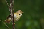 Piecuszek zwyczajny - Phylloscopus collybita - 검은다리솔새 - Fotografia nr 20090611_7771
