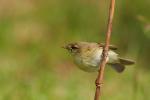 Piecuszek zwyczajny - Phylloscopus collybita - 검은다리솔새 - Fotografia nr 20090611_7850