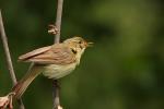 Piecuszek zwyczajny - Phylloscopus collybita - 검은다리솔새 - Fotografia nr 20090611_7892