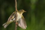 Piecuszek zwyczajny - Phylloscopus collybita - 검은다리솔새 - Fotografia nr 20090611_7916