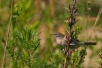 Cierniówka - Sylvia communis - Fotografia nr 20090611_8056