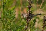 Cierniówka - Sylvia communis - Fotografia nr 20090611_8058