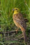 Trznadel - Emberiza citrinella - 금빛머리멧새 - Fotografia nr 20090614_8132