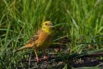 Trznadel - Emberiza citrinella - 금빛머리멧새 - Fotografia nr 20090614_8181