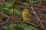 Trznadel - Emberiza citrinella - 금빛머리멧새 - Fotografia nr 20090614_8227