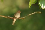 Muchołówka szara - Muscicapa striata - Fotografia nr 20090617_8317