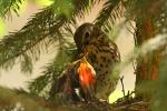 Drozd śpiewak - Turdus philomelos - Fotografia nr 20090617_8499