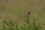 Pokl?skwa - Saxicola rubetra - Fotografia nr 20090623_8911
