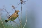 Pokl?skwa - Saxicola rubetra - Fotografia nr 20090623_8928