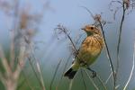 Pokl?skwa - Saxicola rubetra - Fotografia nr 20090623_8931