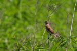 Pokl?skwa - Saxicola rubetra - Fotografia nr 20090623_8942