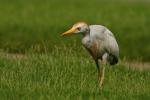 Czapla złotawa - Bubulcus ibis - 황로 - Fotografia nr 20090702_0438