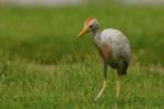 Czapla złotawa - Bubulcus ibis - 황로 - Fotografia nr 20090702_0445