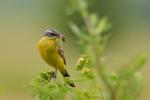 Pliszka żółta - Motacilla flava -  긴발톱할미새 - Fotografia nr 20090710_1800