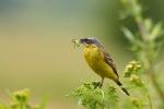 Pliszka żółta - Motacilla flava -  긴발톱할미새 - Fotografia nr 20090710_1813