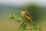 Pliszka żółta - Motacilla flava -  긴발톱할미새 - Fotografia nr 20090710_1822
