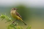 Pliszka żółta - Motacilla flava -  긴발톱할미새 - Fotografia nr 20090710_1830