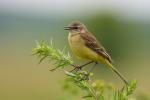 Pliszka żółta - Motacilla flava -  긴발톱할미새 - Fotografia nr 20090710_1853