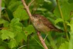 Strumieniówka - Locustella fluviatilis - Fotografia nr 20090712_2094