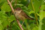 Strumieniówka - Locustella fluviatilis - Fotografia nr 20090712_2096