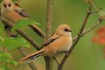 Wąsatka - Panurus biarmicus - 수염오목눈이 - Fotografia nr 20090712_2176