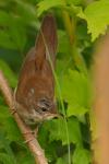 Strumieniówka - Locustella fluviatilis - Fotografia nr 20090712_2208