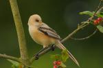 Wąsatka - Panurus biarmicus - 수염오목눈이 - Fotografia nr 20090712_2221