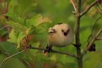 Wąsatka - Panurus biarmicus - 수염오목눈이 - Fotografia nr 20090712_2252