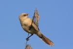 Wąsatka - Panurus biarmicus - 수염오목눈이 - Fotografia nr 20090712_2314