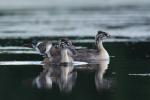 Perkoz dwuczuby - Podiceps cristatus - 뿔논병아리 - Fotografia nr 20090712_2376
