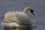 Łabędź niemy - Cygnus olor - 혹고니 - Fotografia nr 20090712_2572