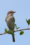 Dzierzba gąsiorek - Lanius collurio - 붉은등때까치 - Fotografia nr 20090723_3356