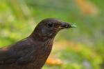 Kos - Turdus merula - 대륙검은지빠귀 - Fotografia nr 20090723_3492