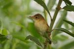 Trzcinniczek - Acrocephalus scirpaceus - Fotografia nr 20090724_3568