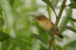 Trzcinniczek - Acrocephalus scirpaceus - Fotografia nr 20090724_3571