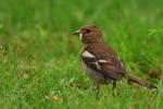 Zięba zwyczajna - Fringilla coelebs - Fotografia nr 20090725_3614