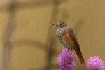 Pleszka - Phoenicurus phoenicurus - Fotografia nr 20090725_3626