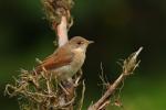 Cierniówka - Sylvia communis - Fotografia nr 20090725_3640