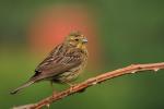 Trznadel - Emberiza citrinella - 금빛머리멧새 - Fotografia nr 20090725_3686