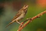 Świergotek drzewny - Anthus trivialis - 나무밭종다리 / 모래색밭종다리 - Fotografia nr 20090725_3698