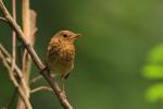Rudzik - Erithacus rubecula - 꼬까울새 - Fotografia nr 20090725_3741