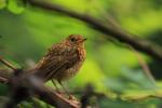 Rudzik - Erithacus rubecula - 꼬까울새 - Fotografia nr 20090725_3777