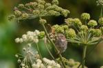 Cierniówka - Sylvia communis - Fotografia nr 20090731_4015