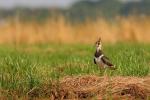 Czajka - Vanellus vanellus - 댕기물떼새 - Fotografia nr 20090731_4029