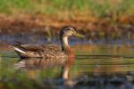 Krzyżówka - Anas platyrhynchos - 청둥오리 - Fotografia nr 20090801_4123