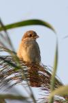 Dzierzba gąsiorek - Lanius collurio - 붉은등때까치 - Fotografia nr 20090802_4382