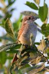 Dzierzba gąsiorek - Lanius collurio - 붉은등때까치 - Fotografia nr 20090802_4478
