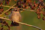 Dzierzba gąsiorek - Lanius collurio - 붉은등때까치 - Fotografia nr 20090802_4537