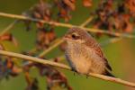 Dzierzba gąsiorek - Lanius collurio - 붉은등때까치 - Fotografia nr 20090802_4554