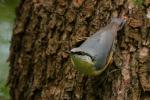 Kowalik - Sitta europaea - 아물동고비(동고비) - Fotografia nr 20090804_4656